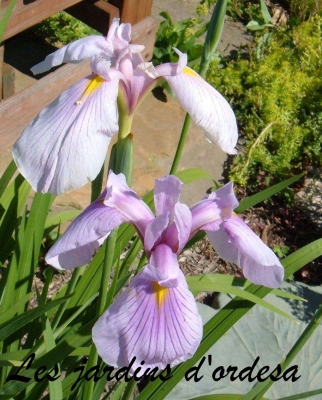 Iris kaempferi darling
